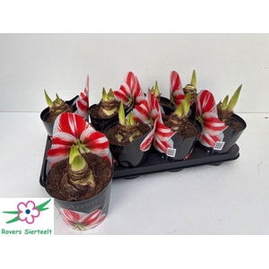 HIPP DG CHERRY NYMPH