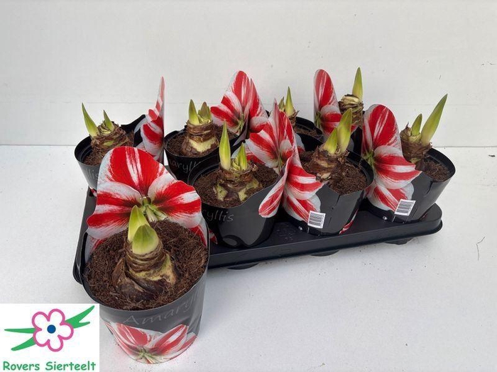 <h4>HIPP DG CHERRY NYMPH</h4>