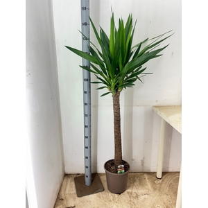 YUCCA