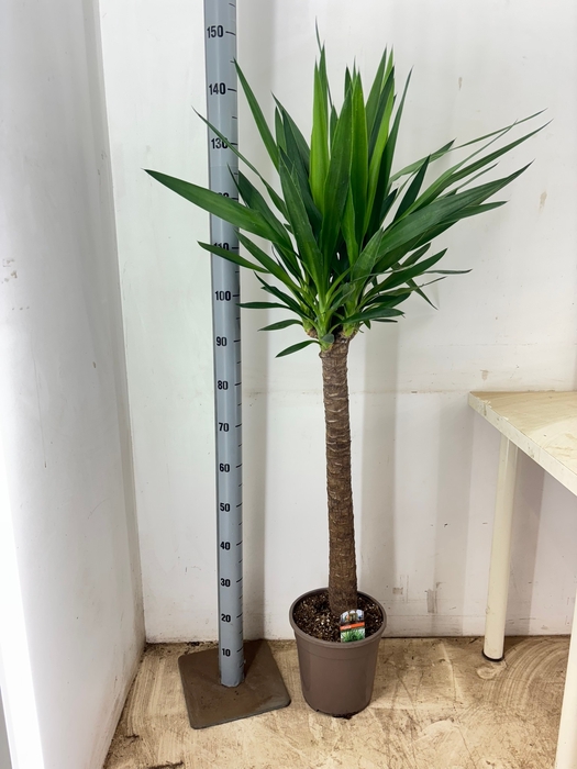 <h4>YUCCA</h4>