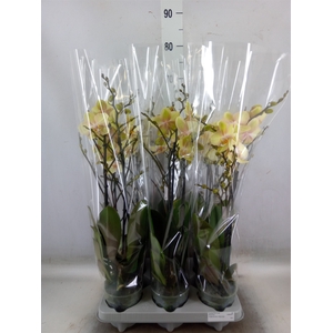 Phalaenopsis   ...