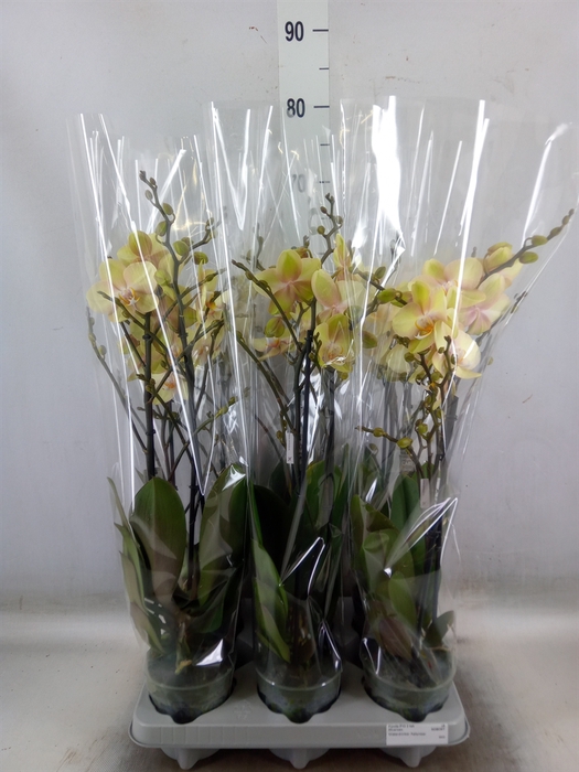 <h4>Phalaenopsis   ...</h4>