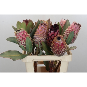 Protea Barbigera