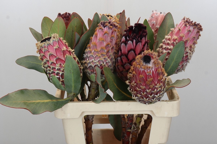 <h4>Protea Barbigera</h4>