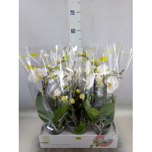 Phalaenopsis   ...white