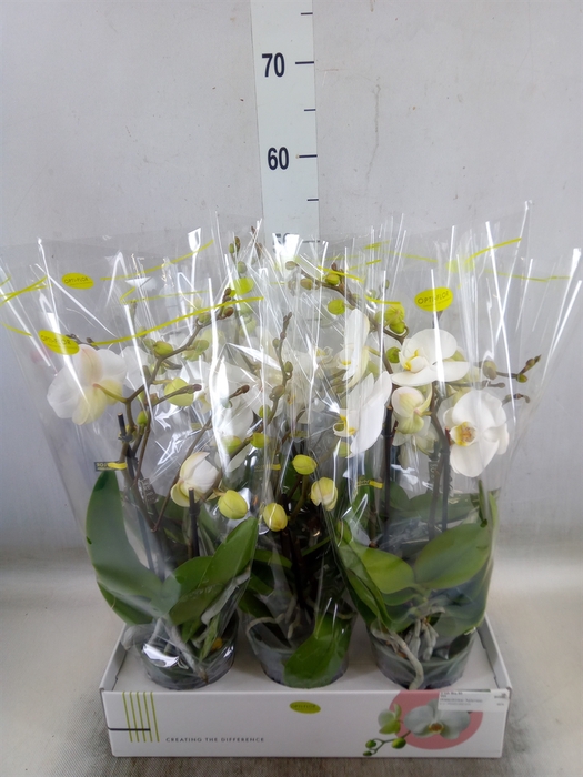 <h4>Phalaenopsis   ...white</h4>