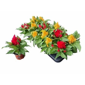 Celosia argentea Plumosa Grp