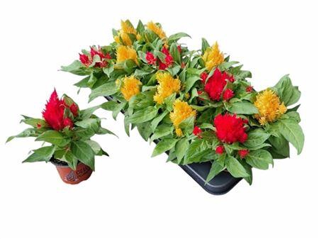 <h4>Celosia argentea Plumosa Grp</h4>