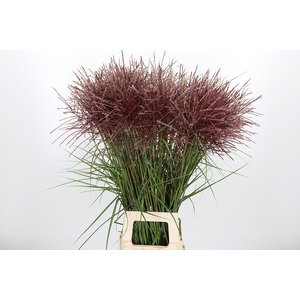 Miscanthus Rotfede