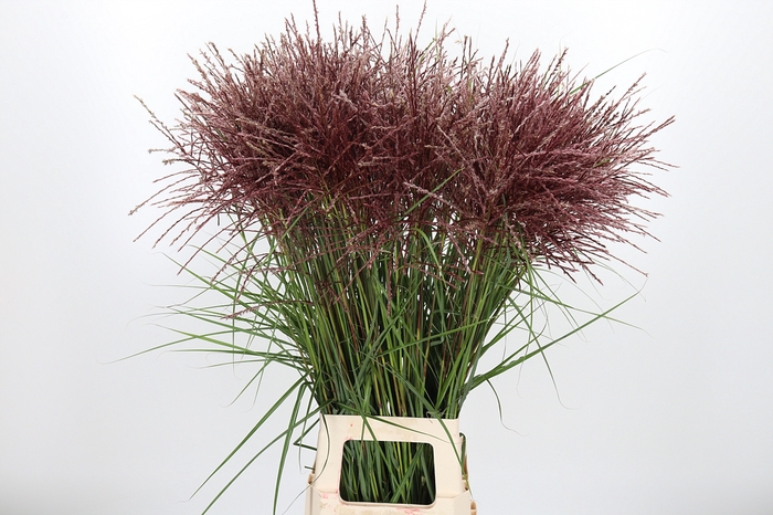 <h4>Miscanthus Rotfede</h4>