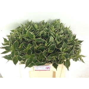 Weigela Fl Nana Variega