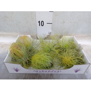 Tillandsia