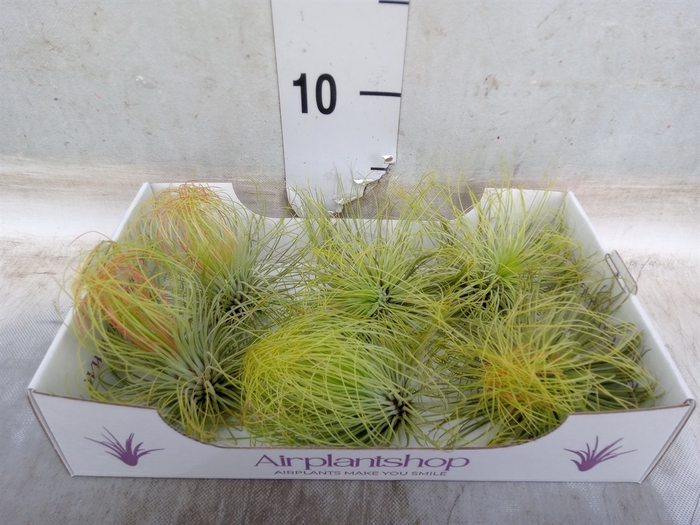 <h4>Tillandsia</h4>