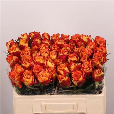 <h4>R Gr Silantoi</h4>