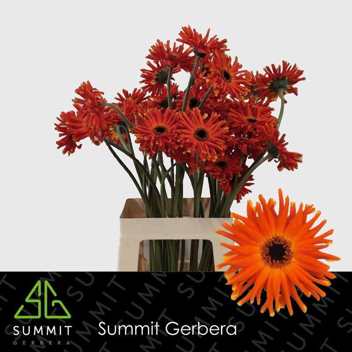 <h4>Gerbera Pastini Emilia Water X40 Lang</h4>