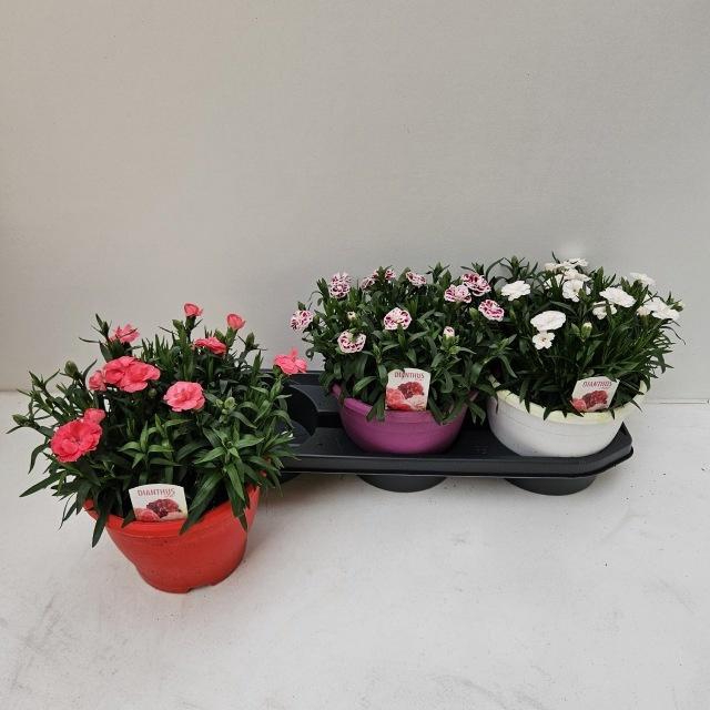 <h4>DIAN OSC GEM</h4>