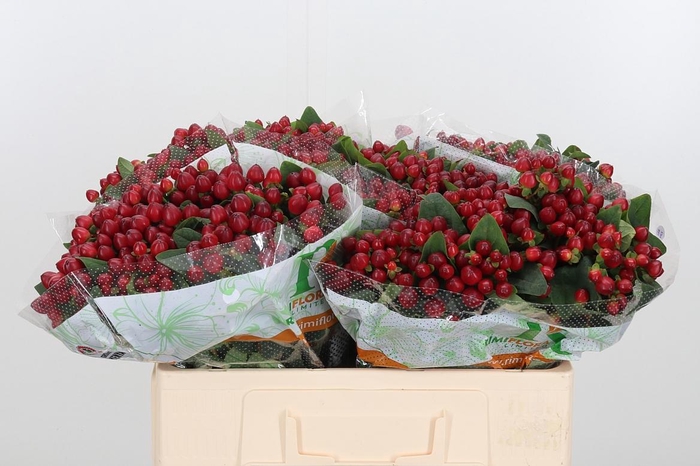 <h4>Hyp Mag Lightning</h4>