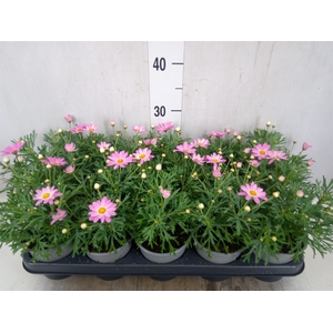 Argyranthemum  'Cymbals Light Pink'