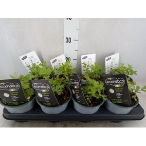 Levisticum officinale