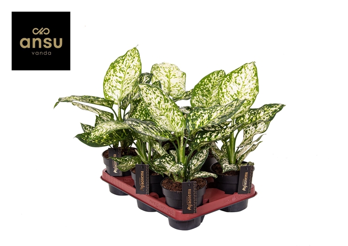 <h4>Aglaonema Ivory Jade</h4>