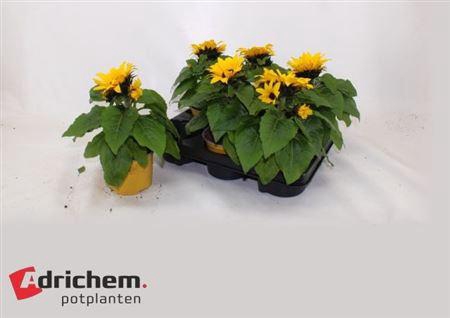 <h4>Heli Sunsation</h4>