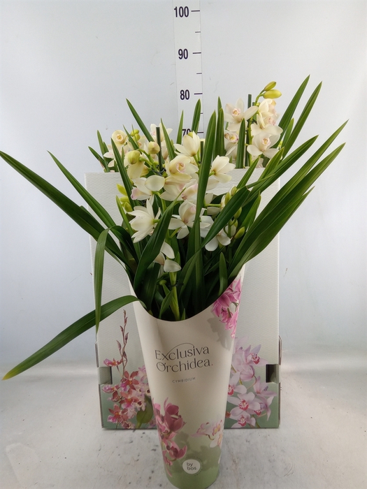 <h4>Cymbidium   ...</h4>