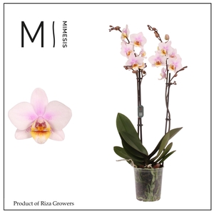 Mimesis Phal. San Jose - 2 spike 12cm