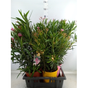 Nerium oleander   ...