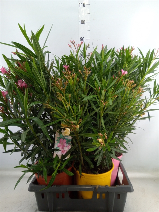 <h4>Nerium oleander   ...</h4>