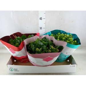 Kalanchoe blos.   ..mix 5