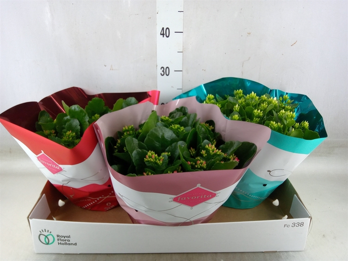 <h4>Kalanchoe blos.   ..mix 5</h4>
