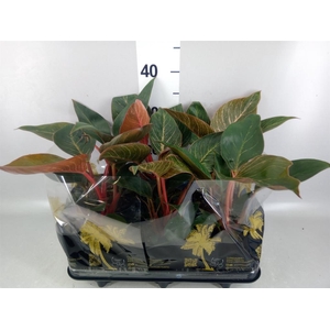Philodendron   ...