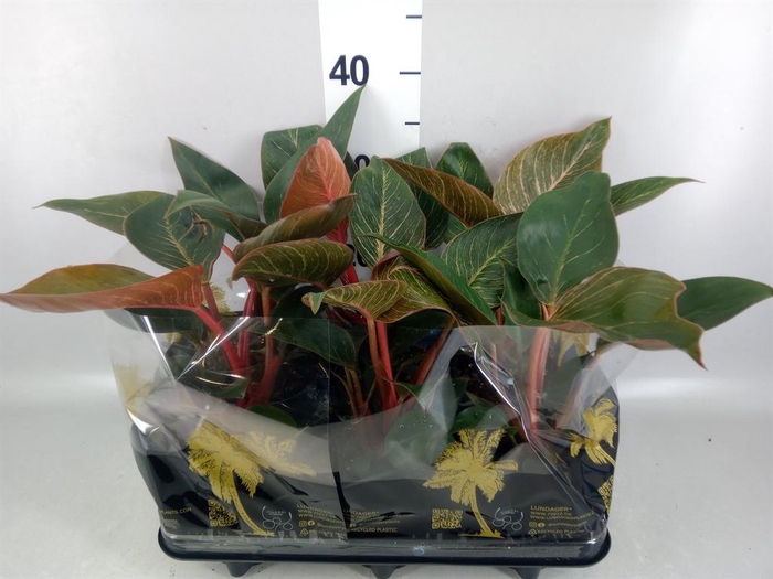 <h4>Philodendron   ...</h4>