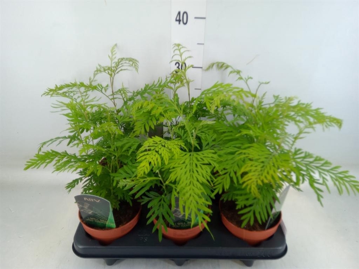 <h4>Grevillea robusta</h4>