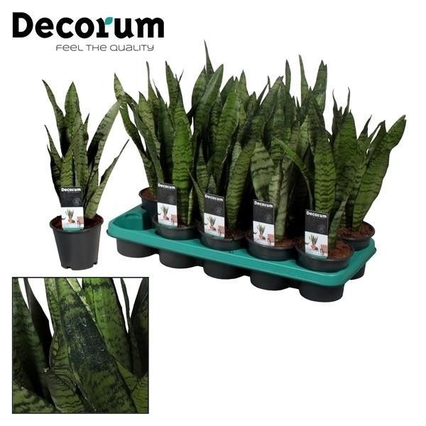 <h4>Sansevieria Zeylanica (8+ blad) (Decorum)</h4>
