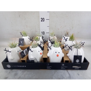 Arr.   Kamerplant Groen L%