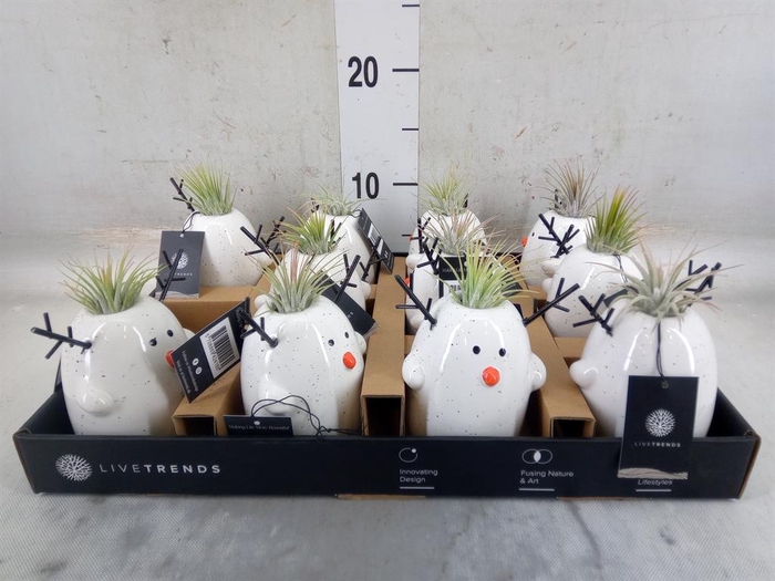 <h4>Arr.   Kamerplant Groen L%</h4>