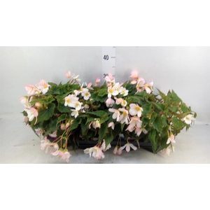 Begonia boliv. 'Angel Pink'
