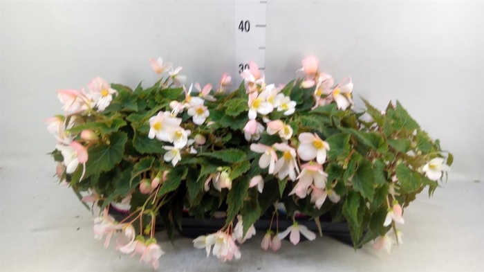 <h4>Begonia boliv. 'Angel Pink'</h4>