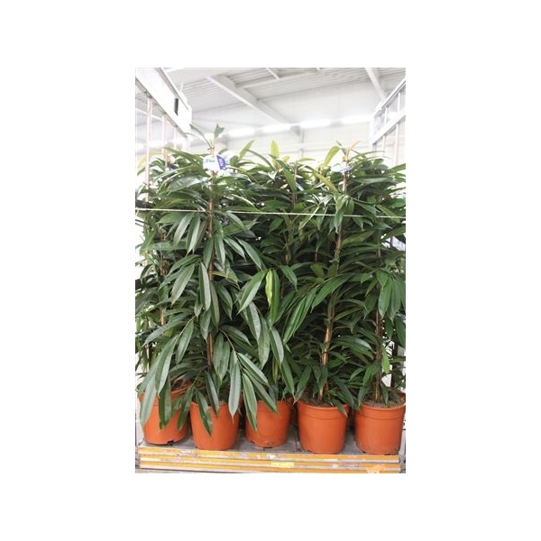 <h4>Fic Bin Amstel King 27cm Pot</h4>