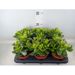 Crassula  'Minova Magic'