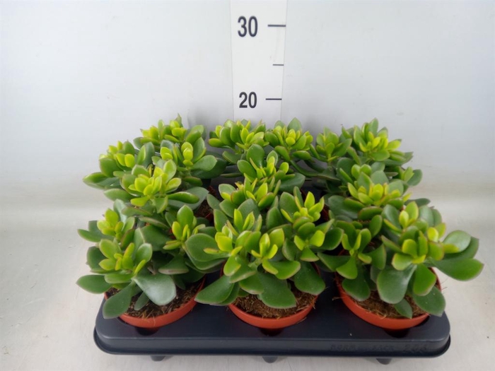 <h4>Crassula  'Minova Magic'</h4>