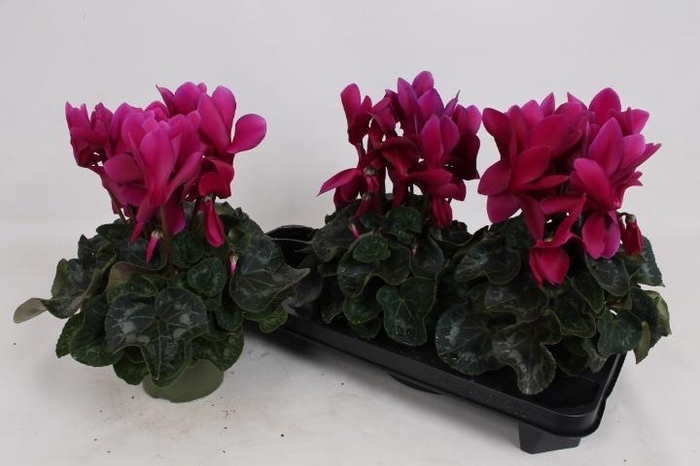 <h4>CYCL GR SUP LEOPARDO</h4>