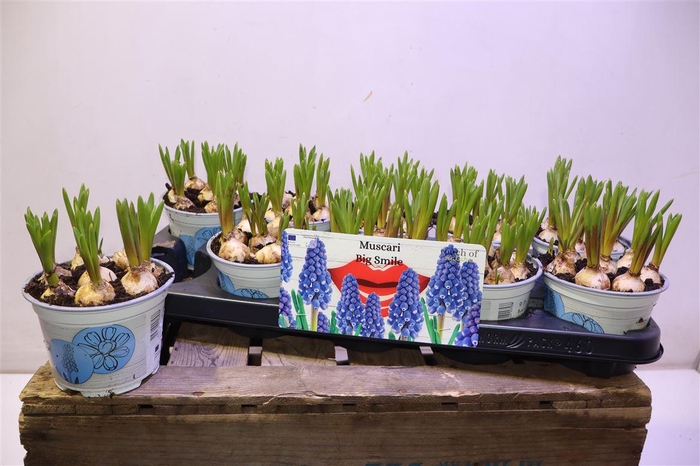 <h4>Muscar Big Smile</h4>