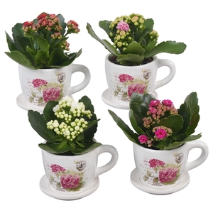 Arr.    Planten  L%