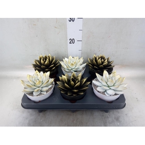 Echeveria  'Miranda'