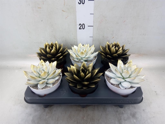 <h4>Echeveria  'Miranda'</h4>