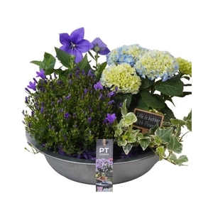 PTPP2418 Arrangement Patio Plants in metaal schaal