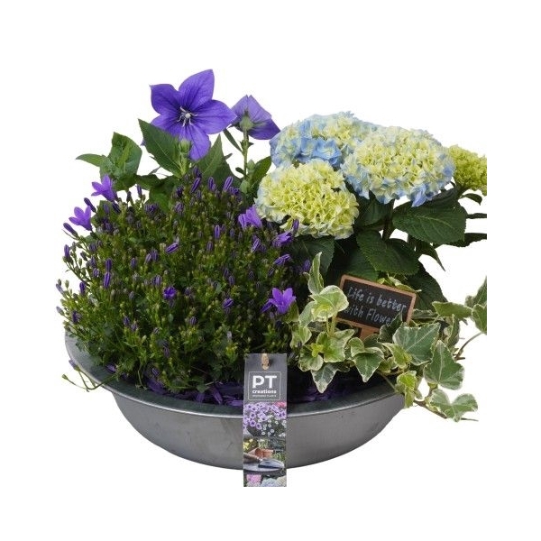 <h4>PTPP2418 Arrangement Patio Plants in metaal schaal</h4>