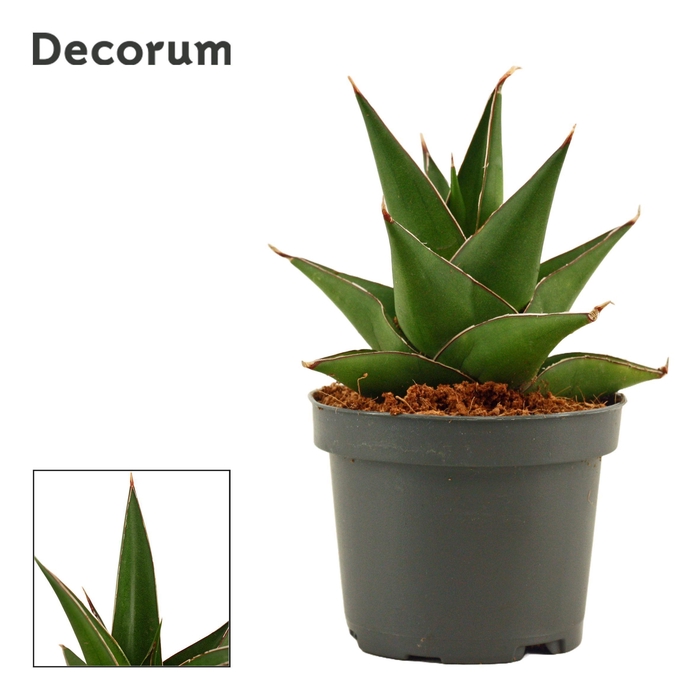 <h4>Sansevieria Abbey Crown 9 cm (Decorum)</h4>